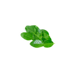 Fresh kaffir lime leaf - ใบมะกรูด 100g