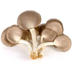 Oyster mushroom - เห็ดนางฟ้า 100g