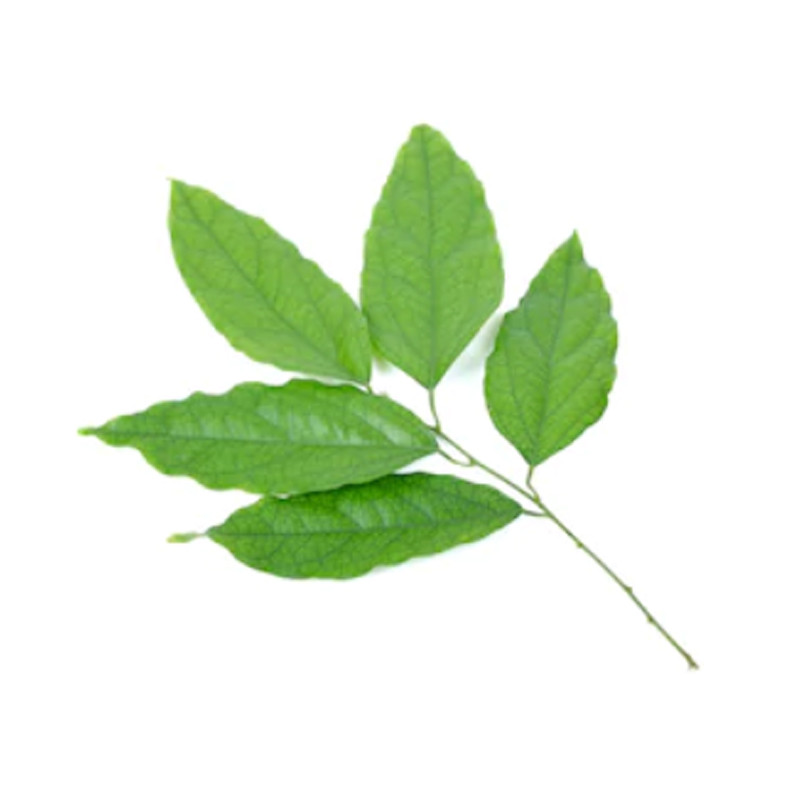Yanang leaf - ใบย่านาง 100g