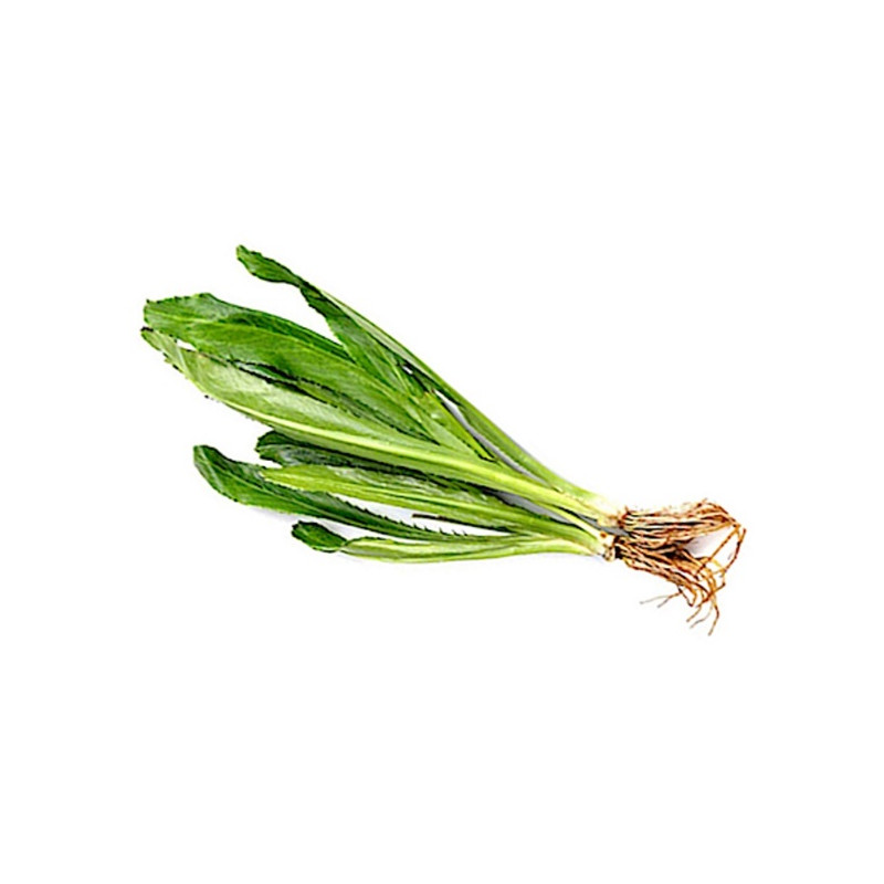 2 x 100g Thai parsley - ผักชีฝรั่ง 100g