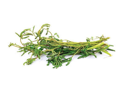 Water mimosa - กระเฉด 200g