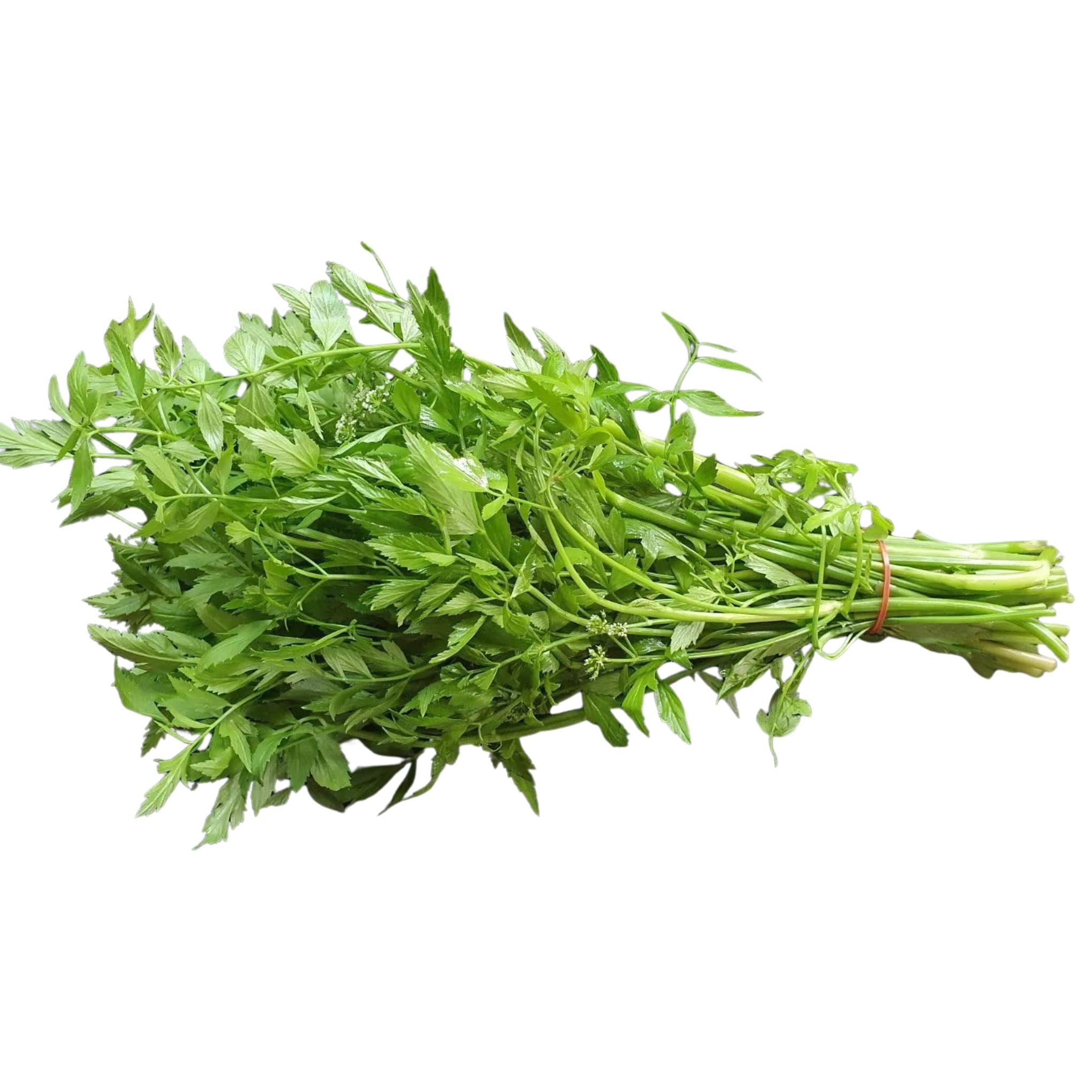 Oenanthe - pak chee loom ผักชีล้อม 100 g