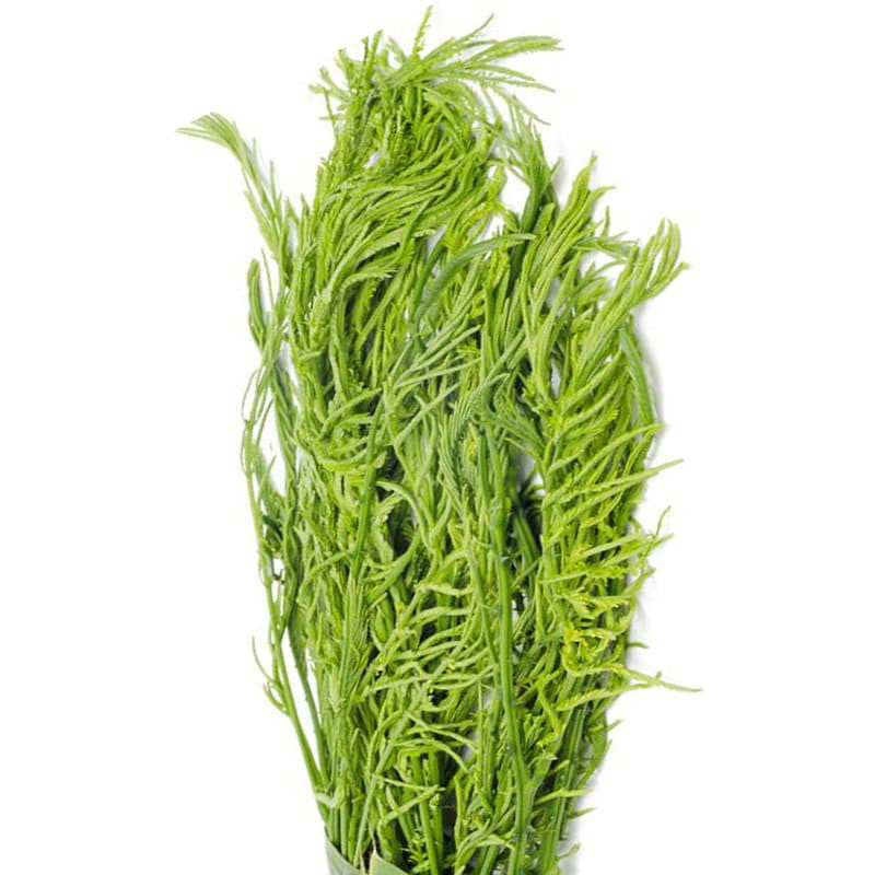 Cha om (Accacia) - ชะอม 100g