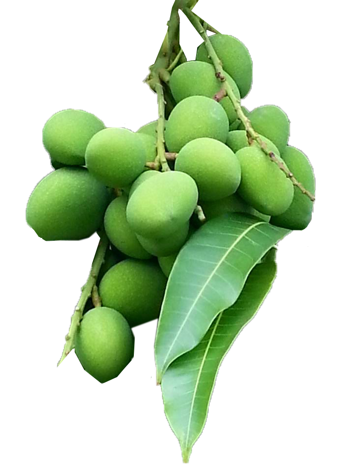 Baby Small Mango (มะม่วงเบา) - 500g