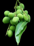 Baby small mango - มะม่วงเบา 500g