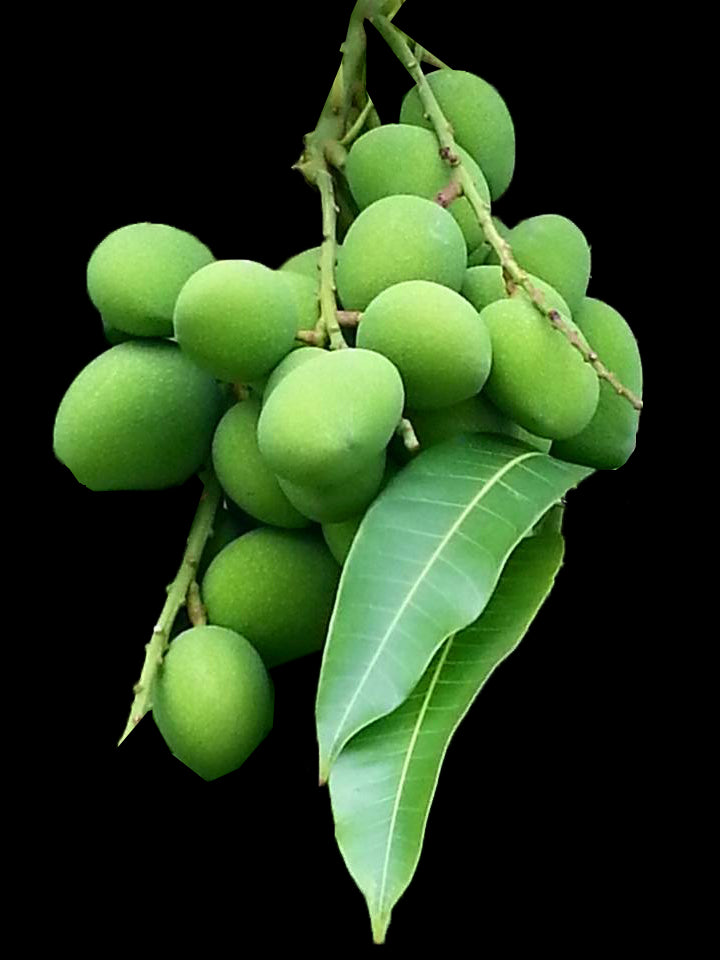 Baby small mango - มะม่วงเบา 500g