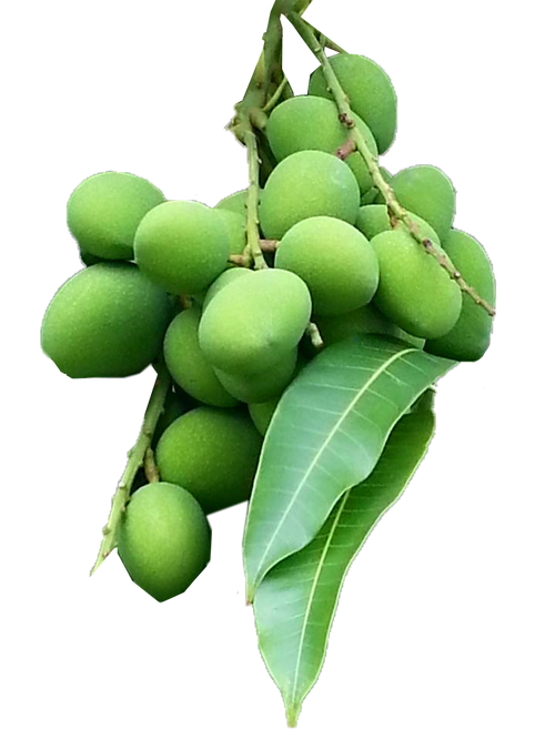 Baby Small Mango (มะม่วงเบา) - 500g