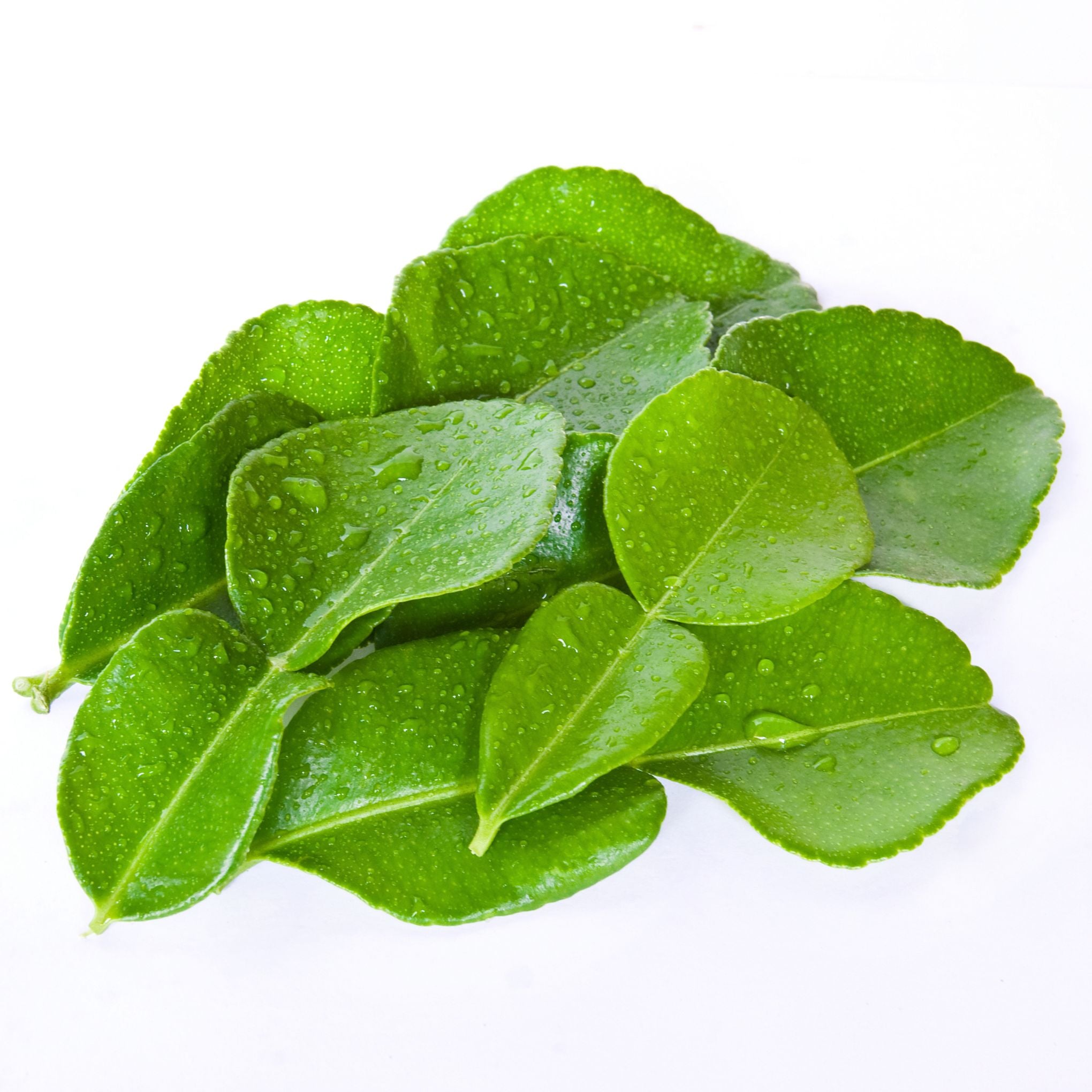 Fresh Kaffir Lime Leaf- ใบมะกรูด 100g