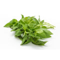 Hairy basil - ใบแมงลัก 100g