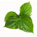 Cha plu leaf - ใบชะพลู 100g