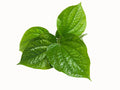 Cha Plu Leaf (ใบชะพลู) - 1kg