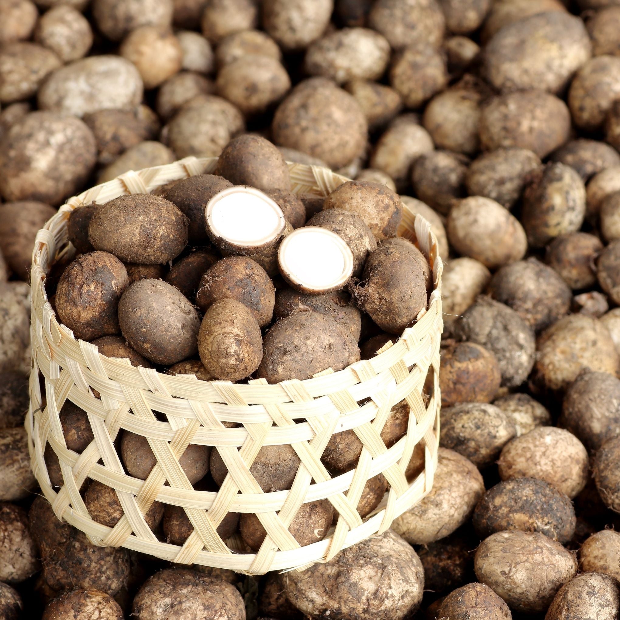 Earthstar Mushroom - เห็ดเผาะ 500g
