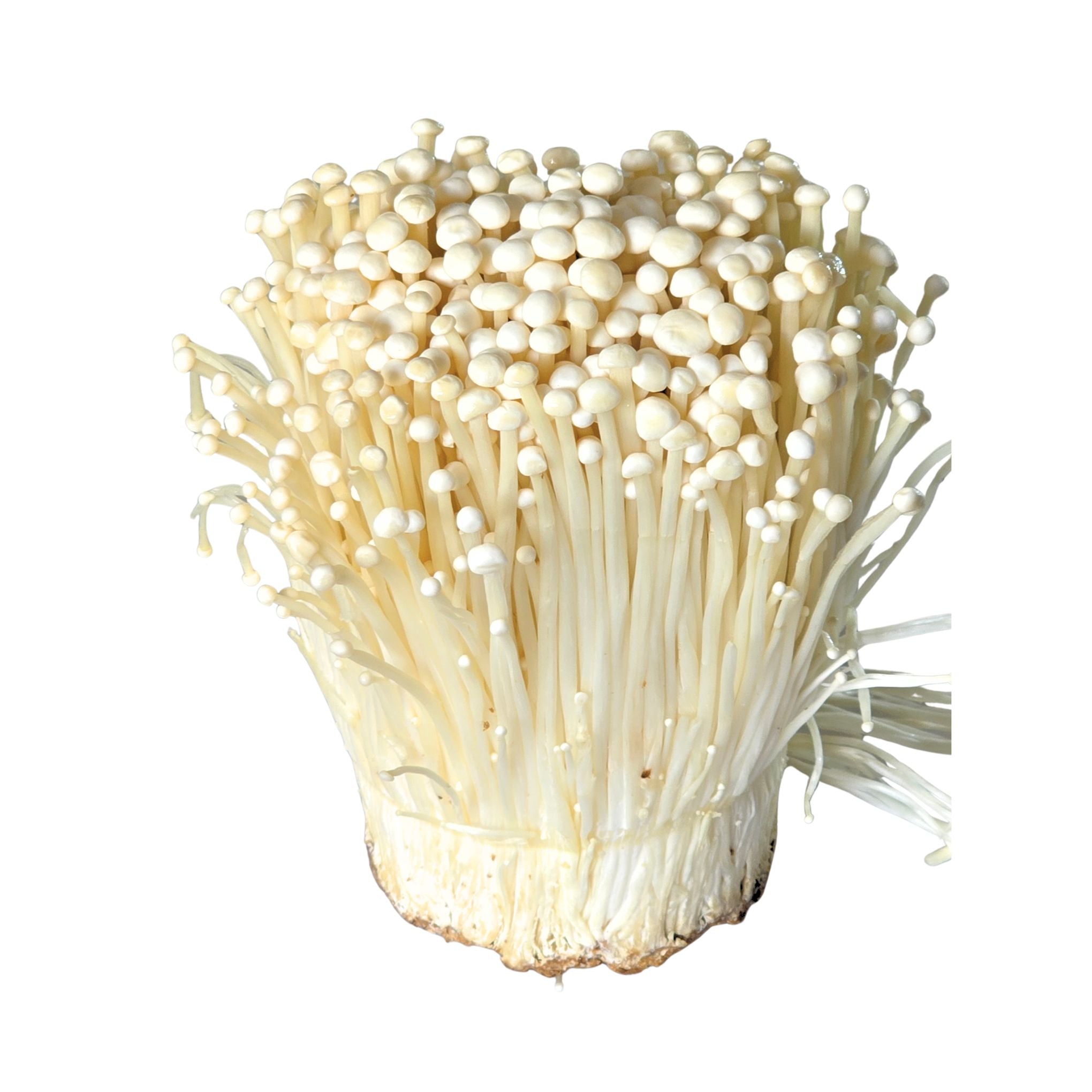 Enoki Mushroom (เห็ดเข็มทอง) - 200g