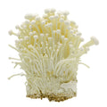 Enoki Mushroom (เห็ดเข็มทอง) - 100g