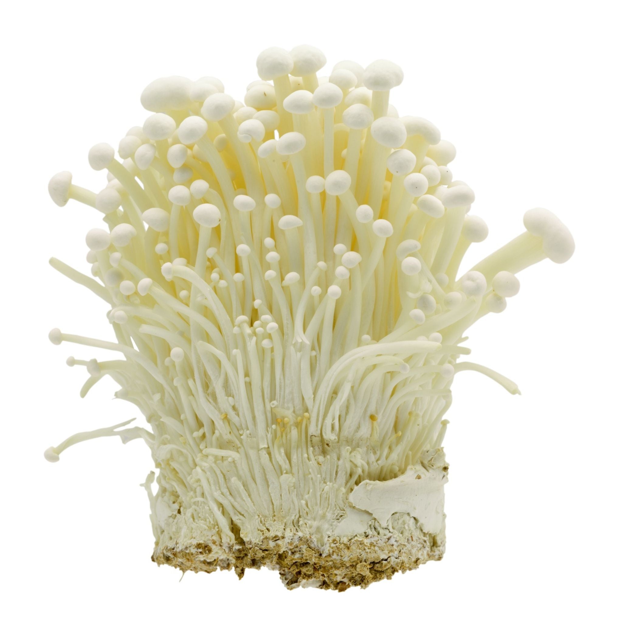 Enoki Mushroom (เห็ดเข็มทอง) - 100g