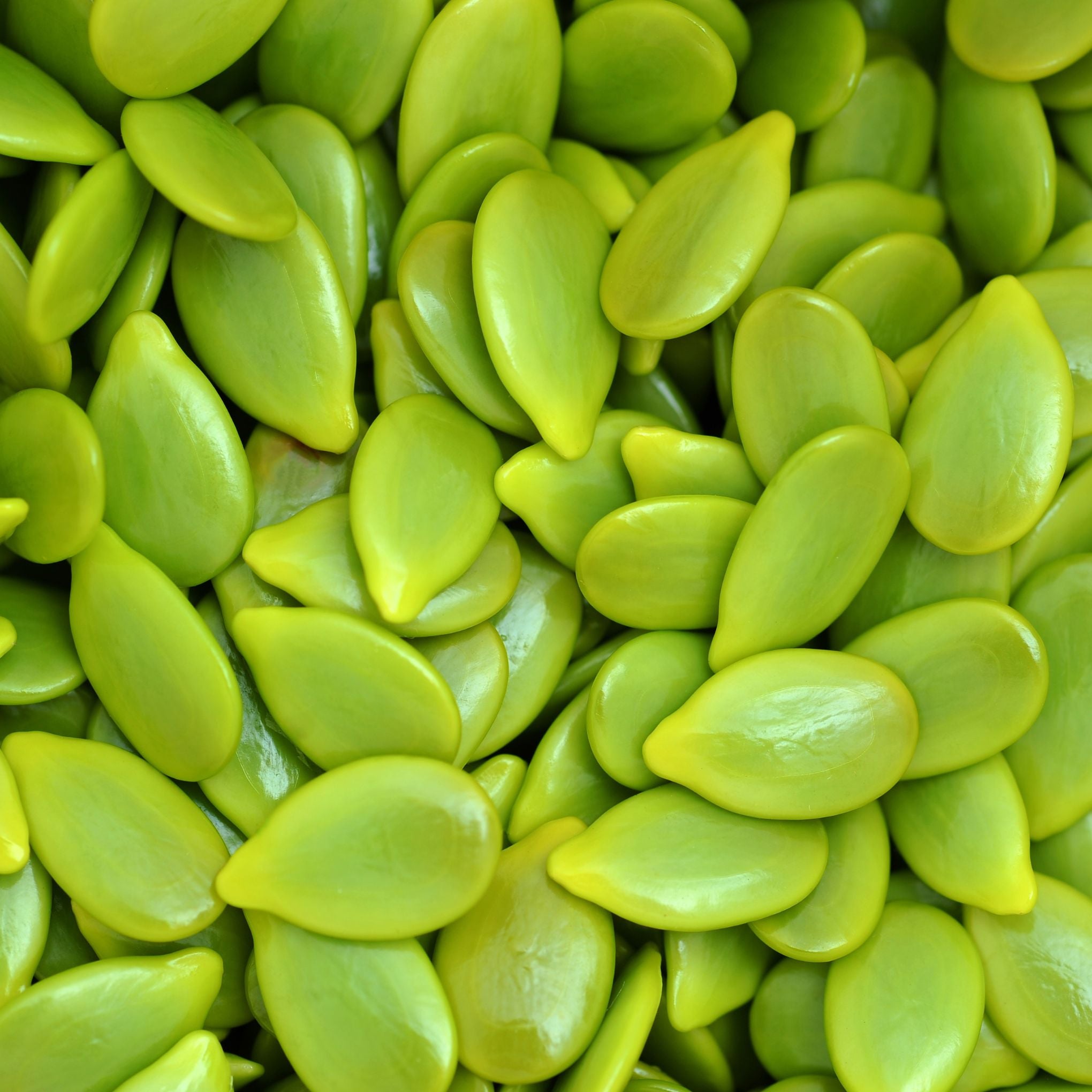 Kratin Pod Seeds (เม็ดกระถิน) - 100g