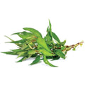 Pak Paew (ผักแพว) - 100g