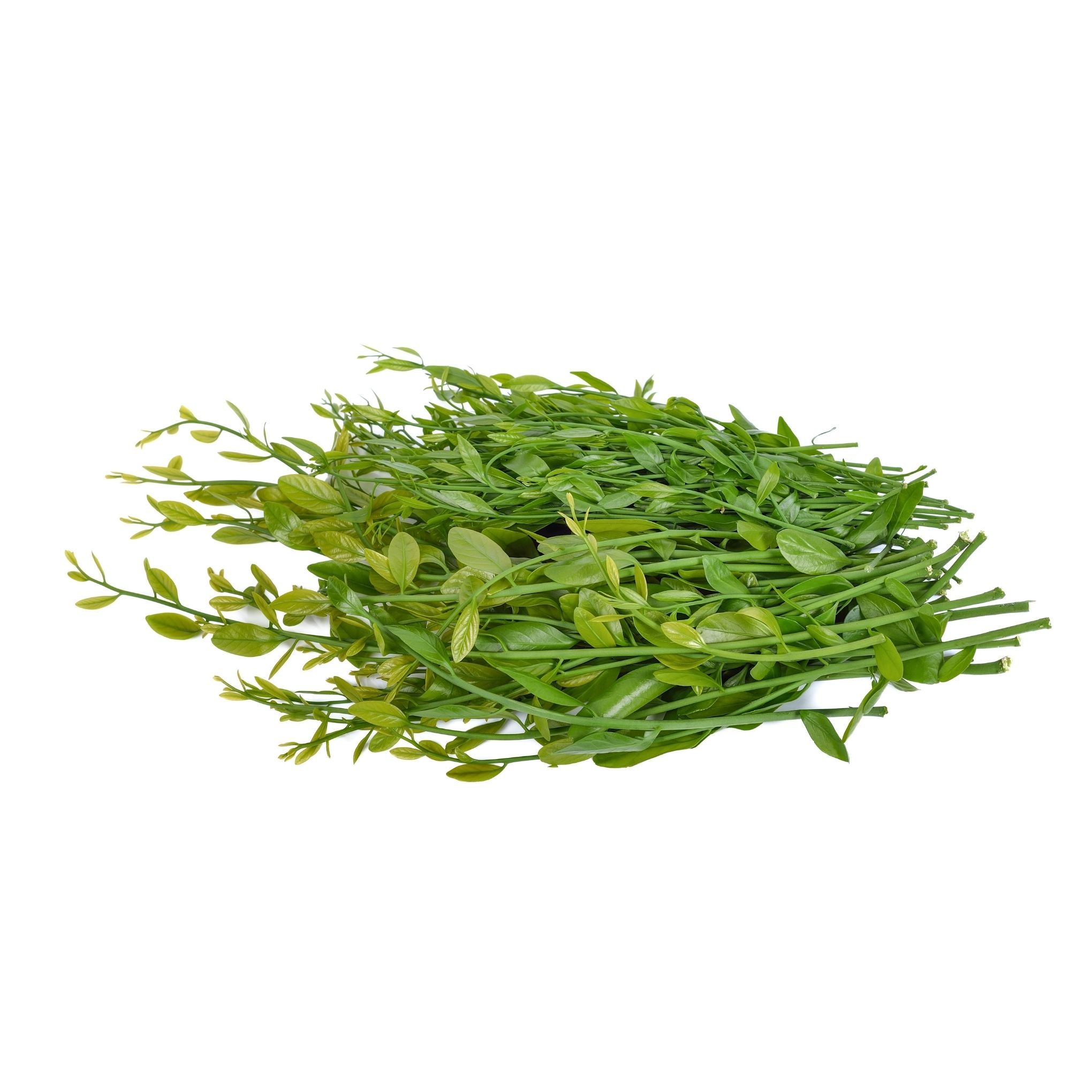 Pak Wan Pah (ผักหวานป่า) - 100g