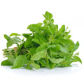 Thai Holy Basil (ใบกะเพรา) - 100g