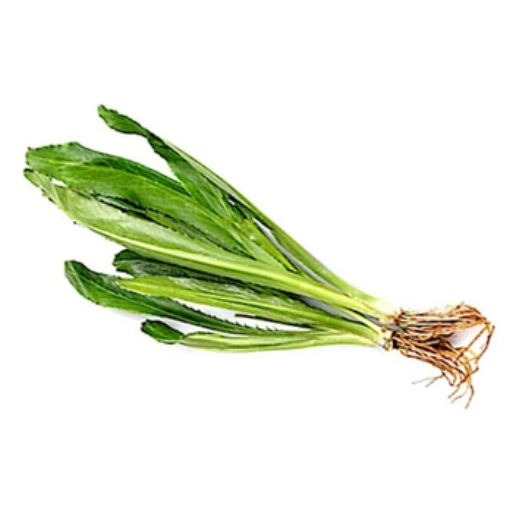 Thai Parsley (ผักชีฝรั่ง) - 100g