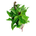 Thai Sweet Basil (ใบโหระพา) - 100g