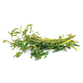 Water Mimosa (กระเฉด) - 200g