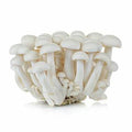White Shi-Me-Ji Mushroom - 125g