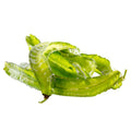 Wing Bean (ถั่วพู) - 100g