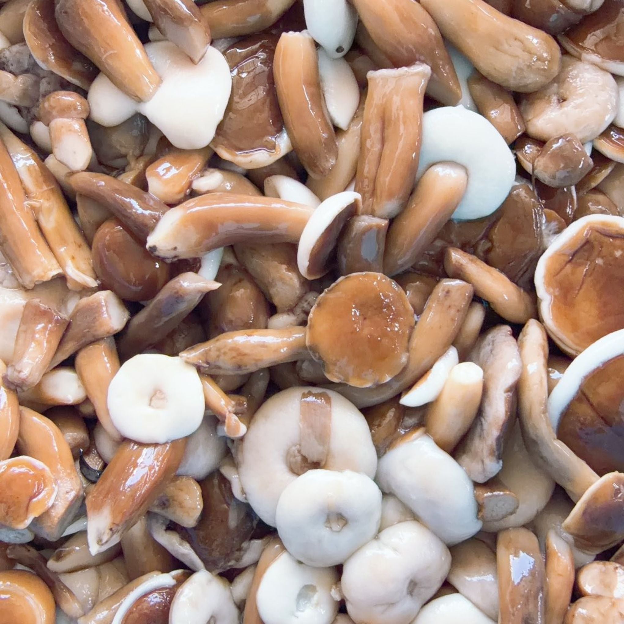 Bitter mushroom -hed khom (เห็ดขม) 500g