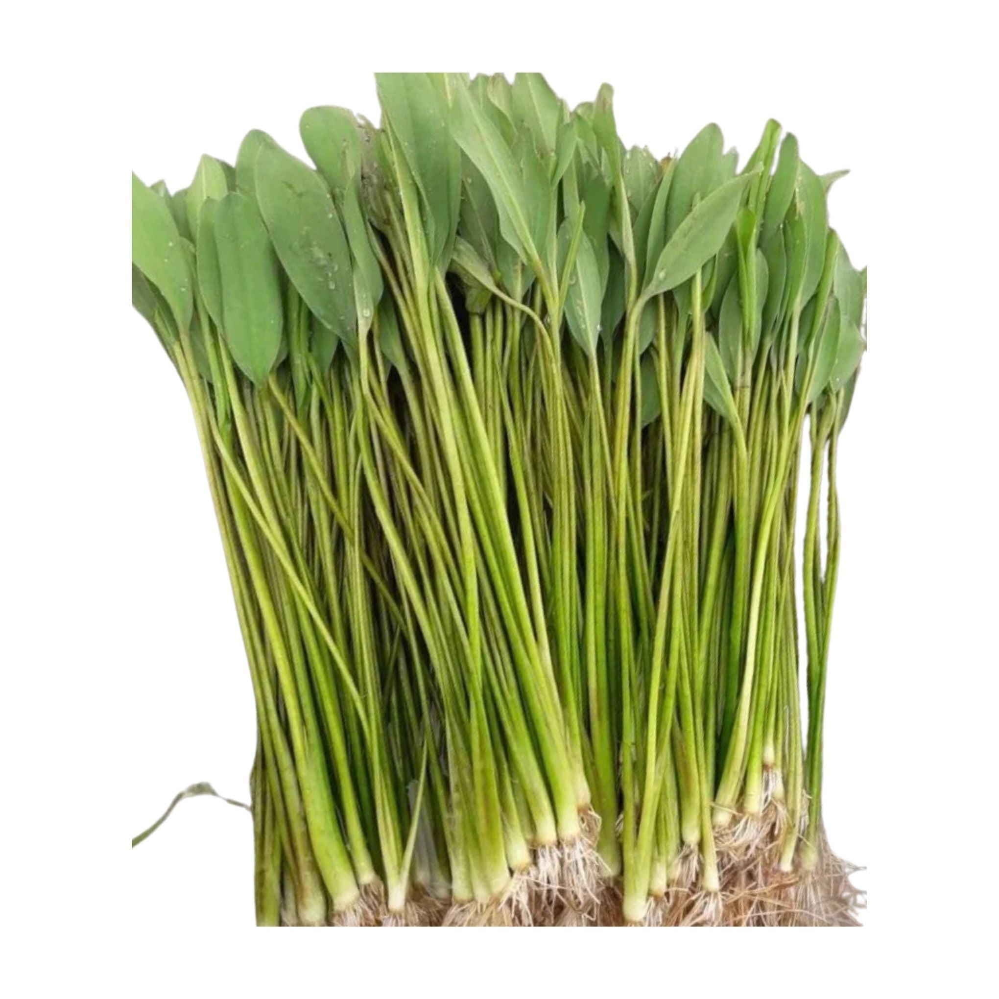 Pak pai - ผักพายน้อย 100g